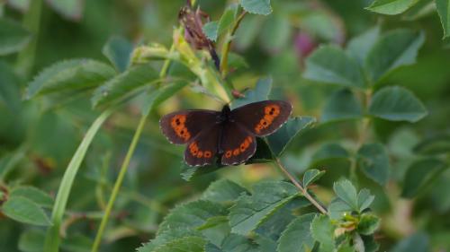 Réf. 188 010 : Erebia euryale